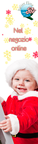 stelle di natale vendita online