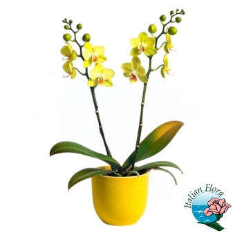 Pianta di phalaenospys gialla