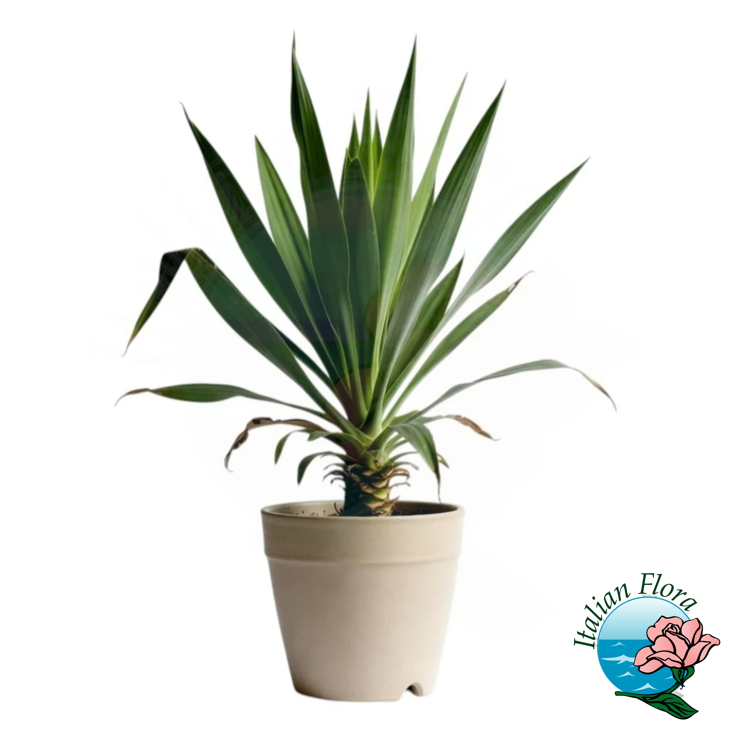 Pianta di Yucca 
