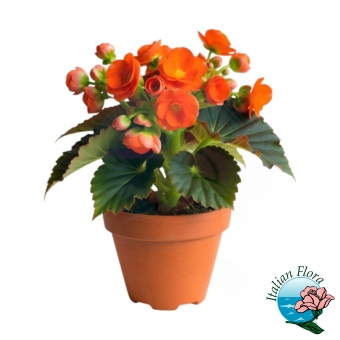 Pianta di Begonia 