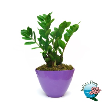 Pianta di zamia